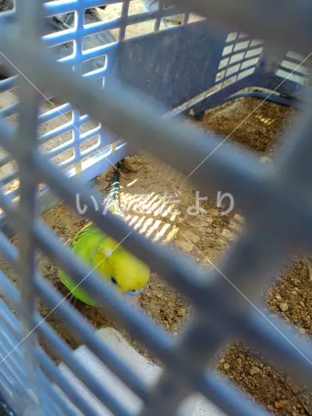 コメントの画像