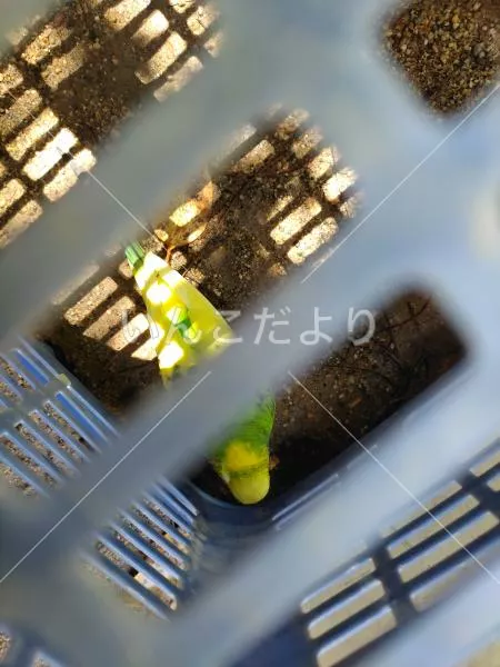 コメントの画像