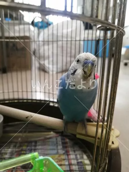 コメントの画像