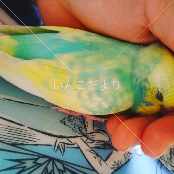 コメントの画像