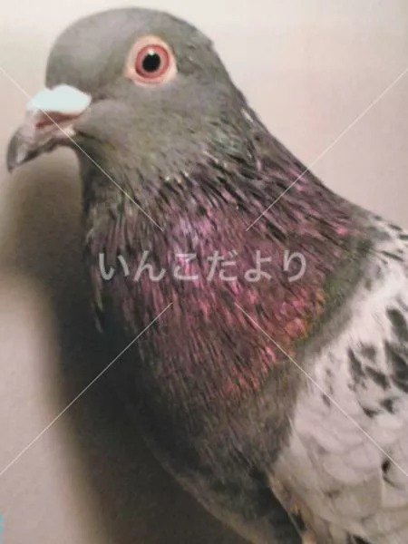 コメントの画像