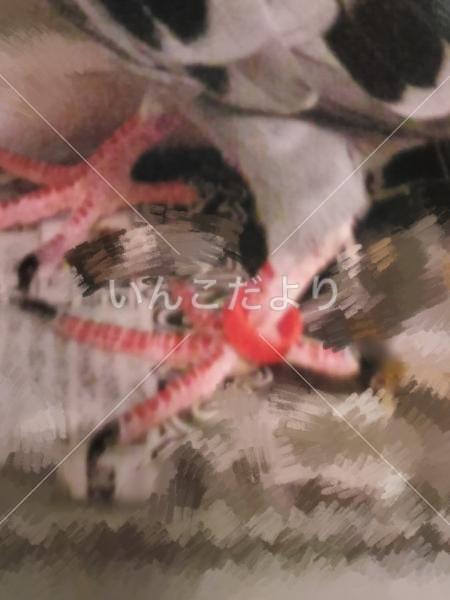 コメントの画像