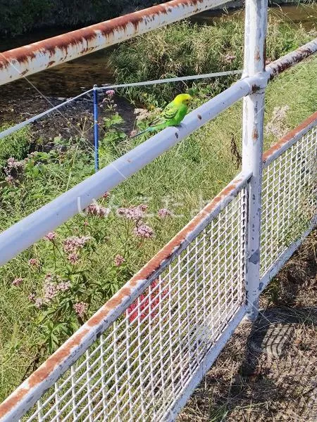 コメントの画像