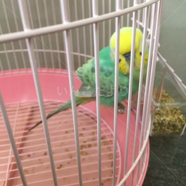 コメントの画像