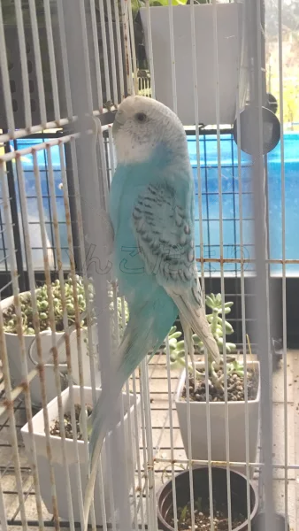 コメントの画像