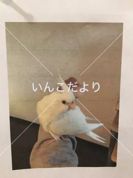 コメントの画像