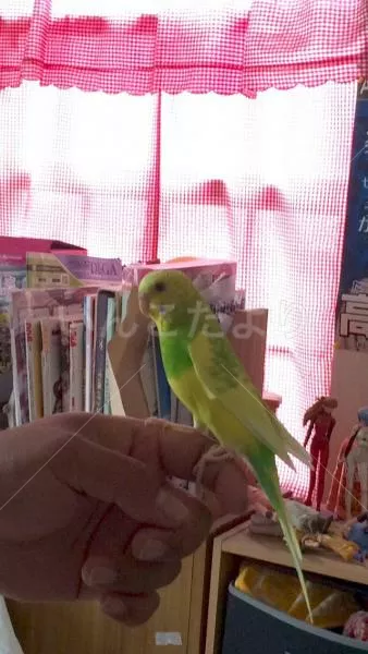 コメントの画像