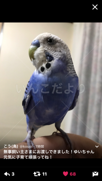 コメントの画像