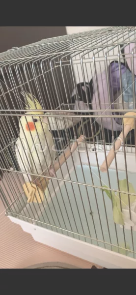 コメントの画像