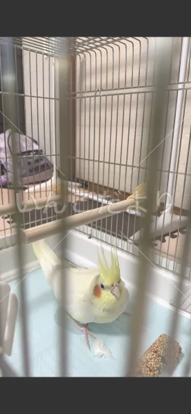 コメントの画像