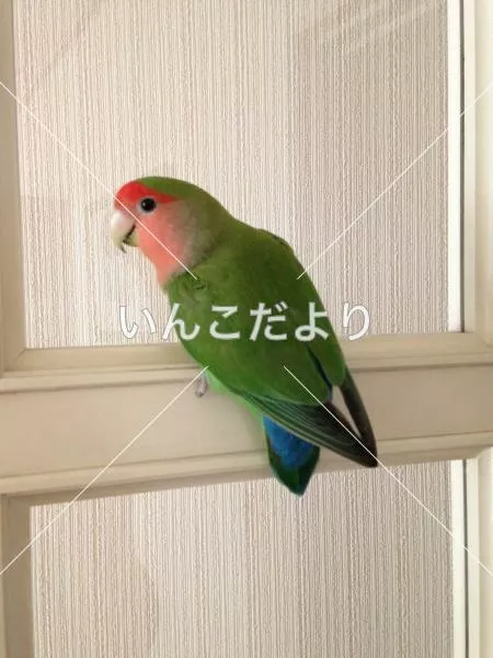 コメントの画像