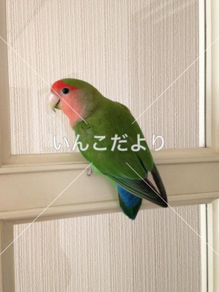 コメントの画像