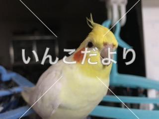 コメントの画像