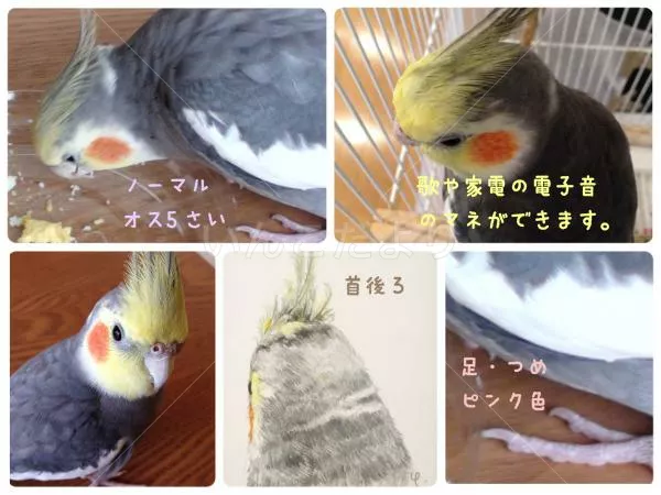 コメントの画像