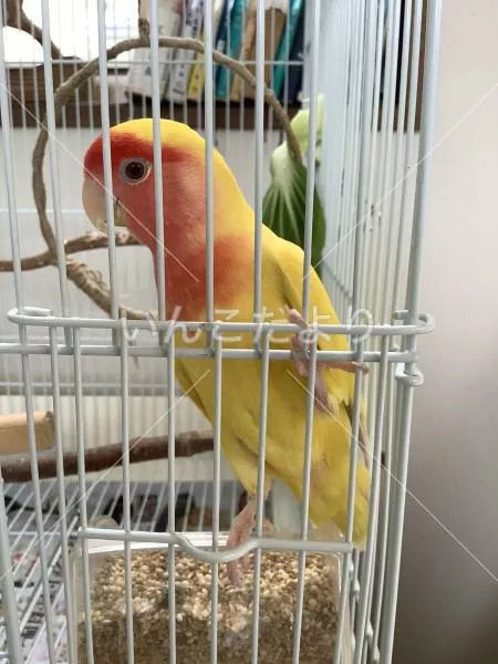 コメントの画像