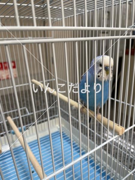 コメントの画像