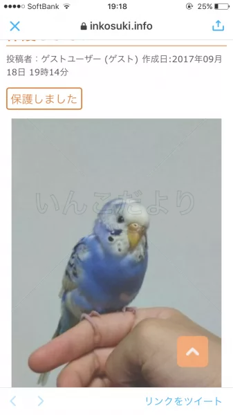 コメントの画像