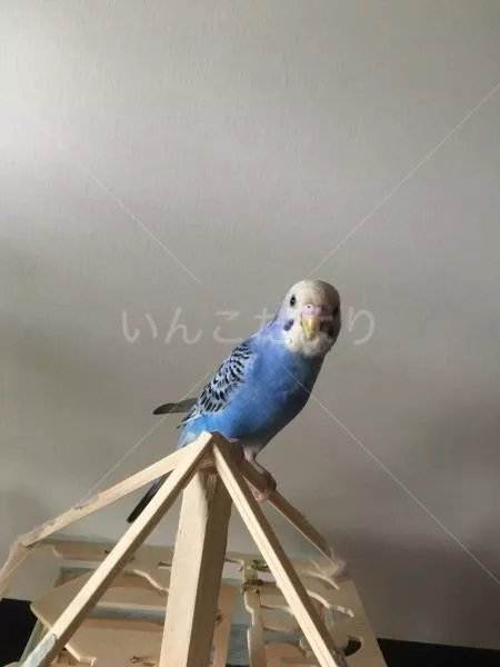 コメントの画像