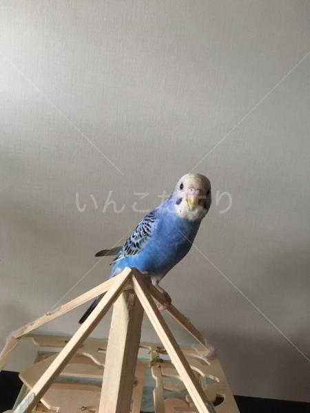コメントの画像