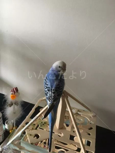 コメントの画像