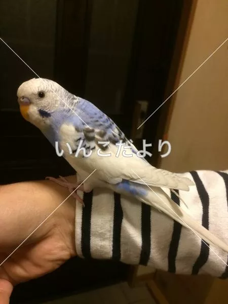 コメントの画像