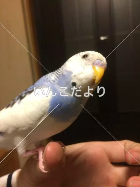 コメントの画像