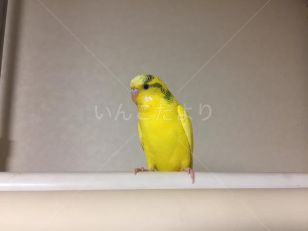 コメントの画像