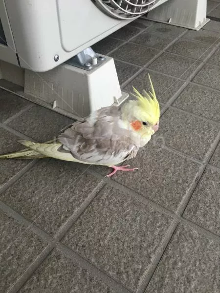 コメントの画像