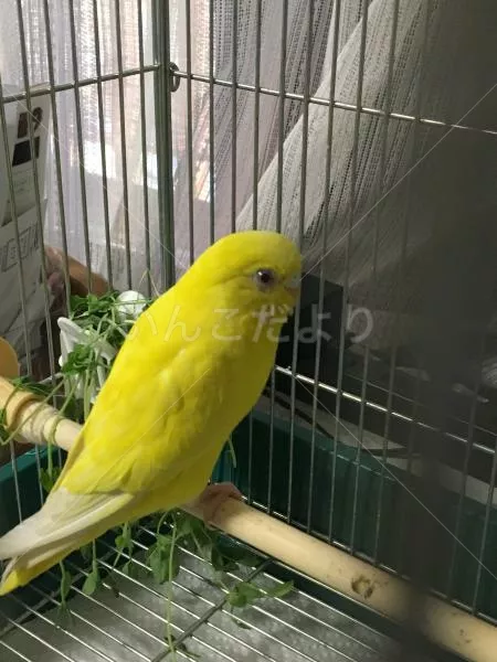 コメントの画像