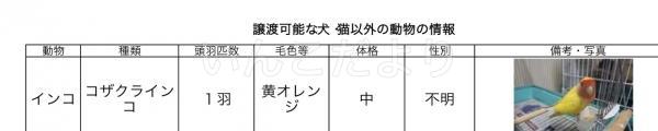 コメントの画像