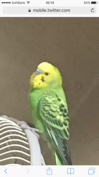 コメントの画像