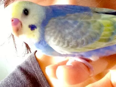 コメントの画像