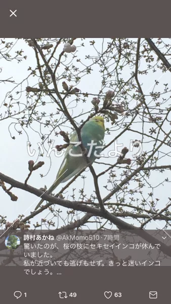 コメントの画像