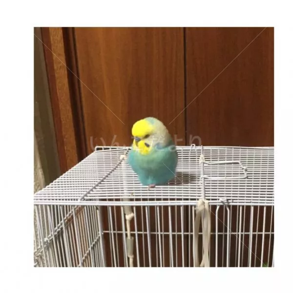 コメントの画像