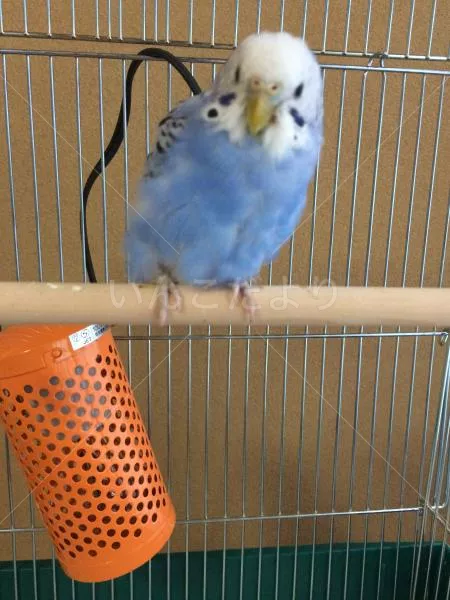 コメントの画像