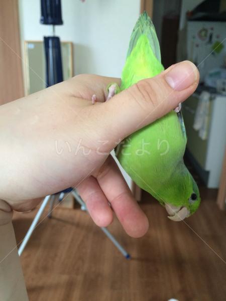 コメントの画像