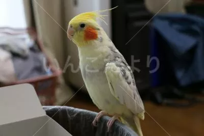 コメントの画像