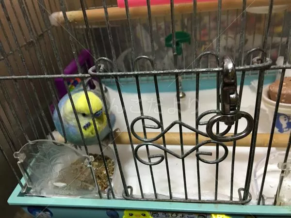 コメントの画像