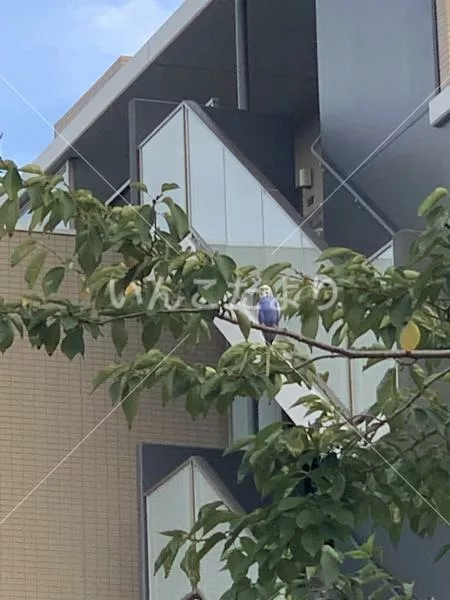 コメントの画像