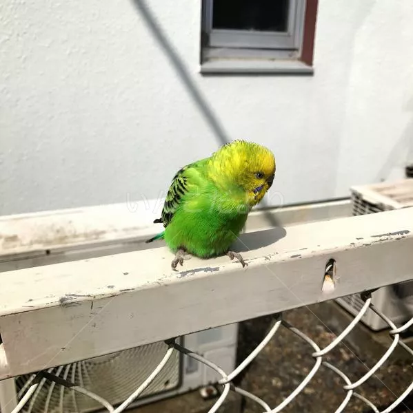 コメントの画像