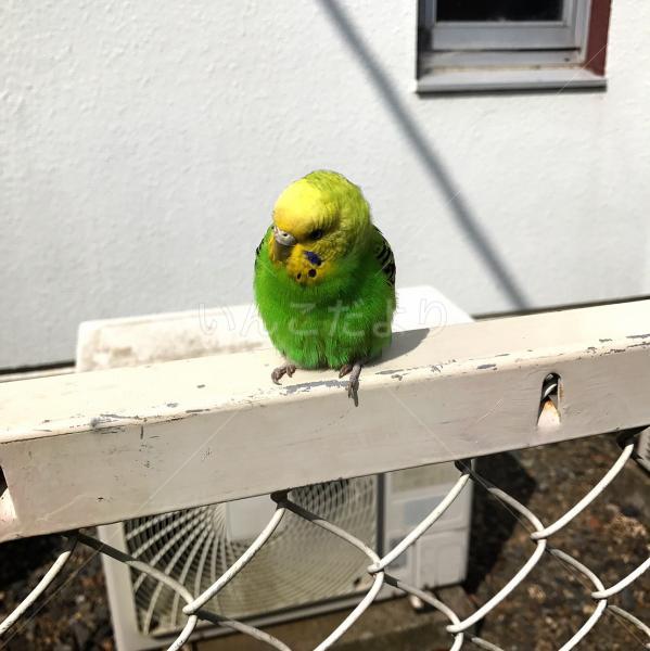 コメントの画像