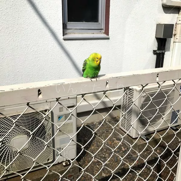 コメントの画像