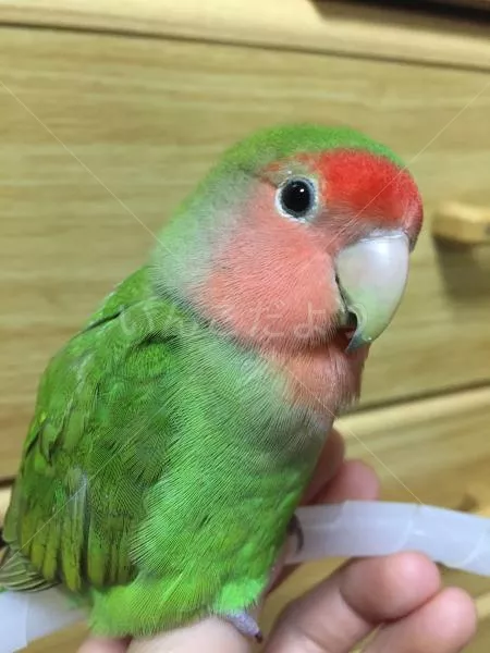 コメントの画像