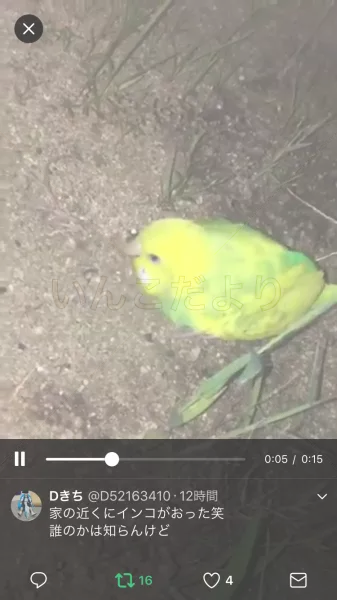 コメントの画像