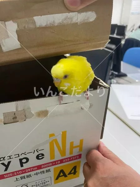 コメントの画像