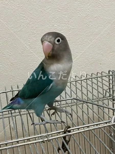 コメントの画像