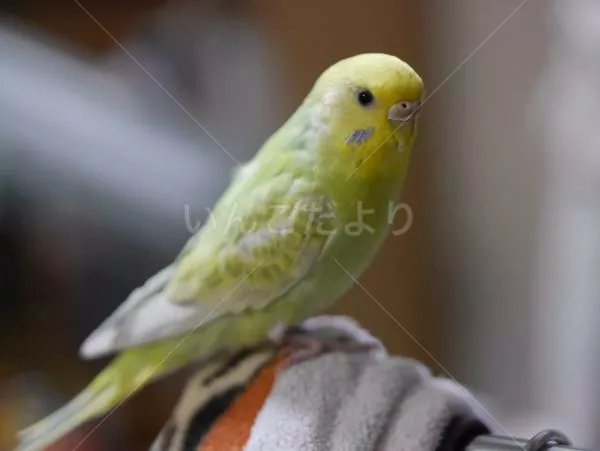 コメントの画像