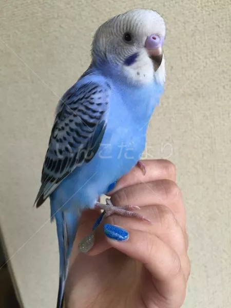 コメントの画像