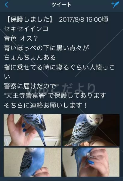 コメントの画像