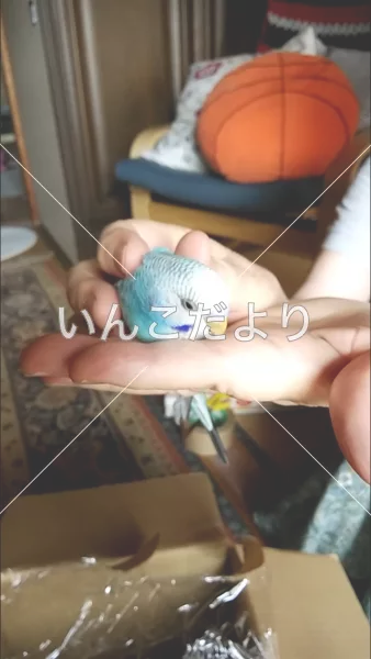 コメントの画像